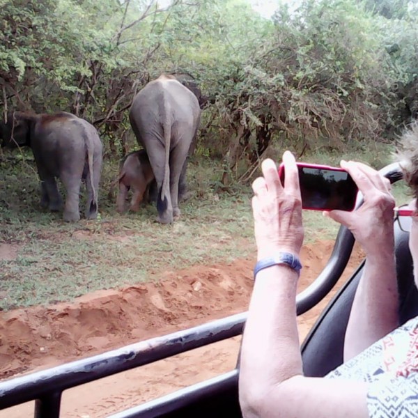 elephants in sri lanka