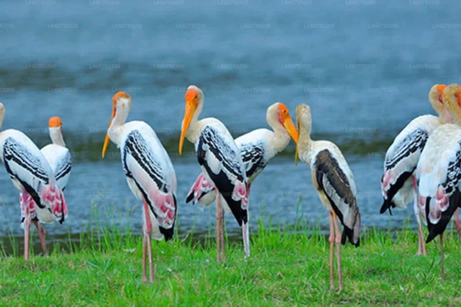 Bundala National Park sri lanka