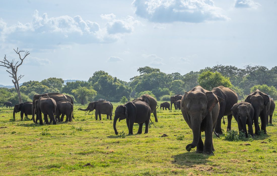 Elephants+-+Kaudulla+National+Park-6