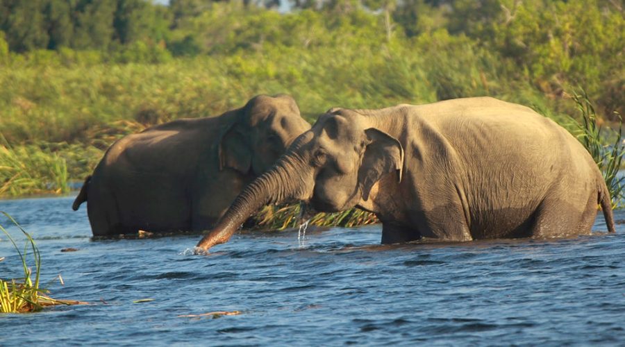 Gal-oya-national-park