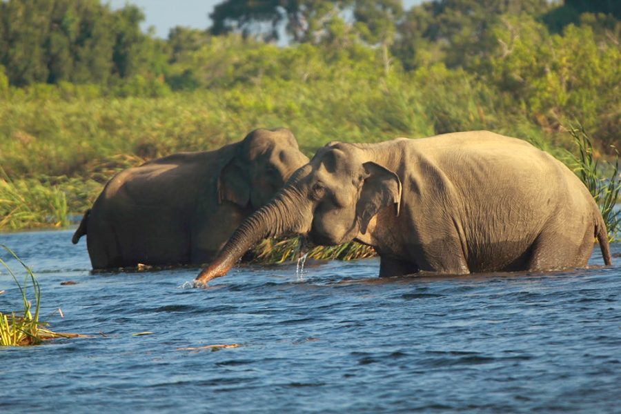 Gal-oya-national-park