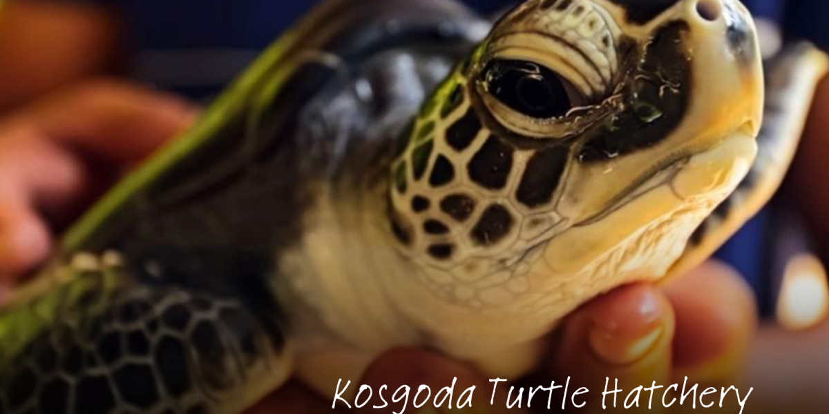 Kosgoda Turtle Hatchery