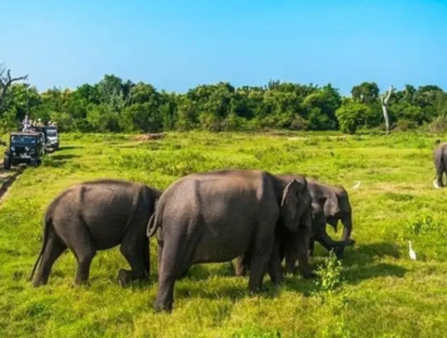 Minneriya-National-Park