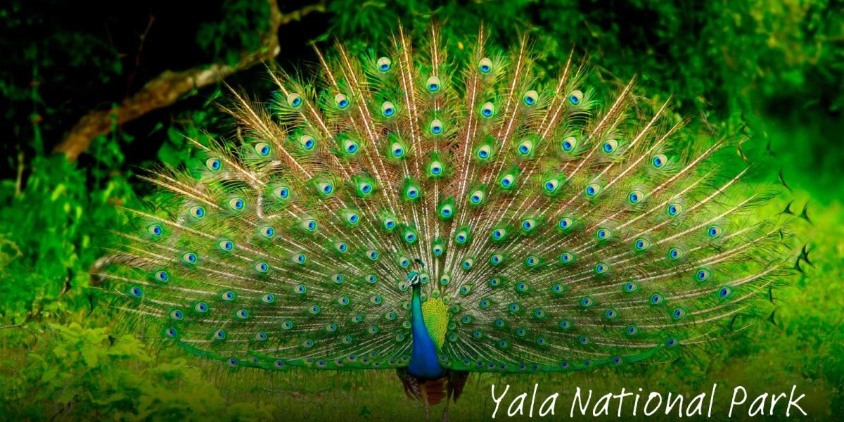 Yala National Park (2)