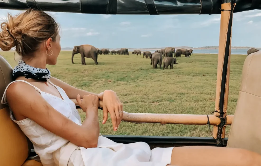 kaudulla-safari-elephants-scaled