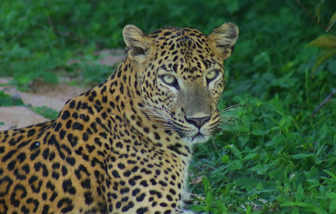 kumana national park sri lanka