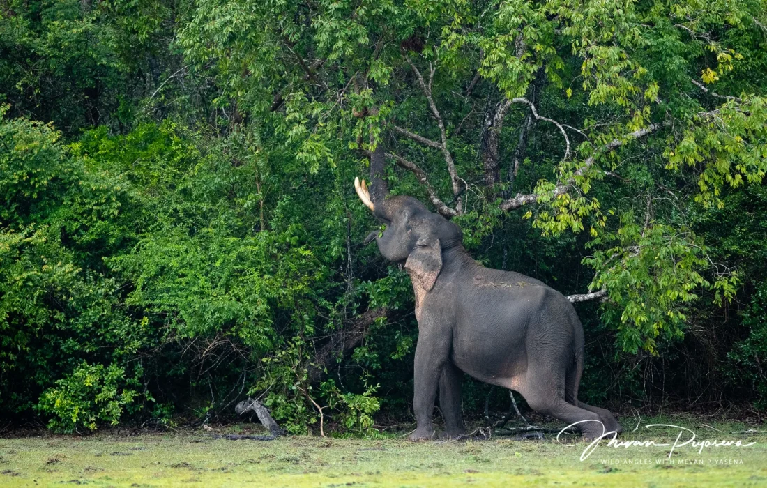 kumana sri lanka park