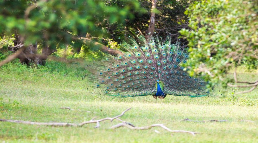 lahugala national park