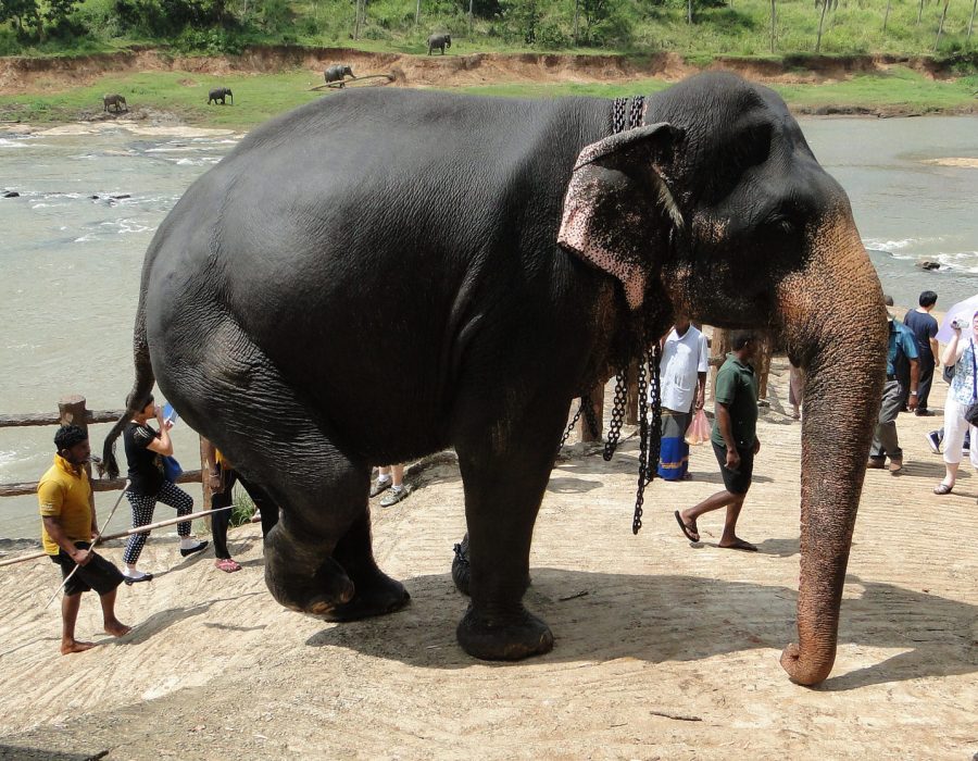 pinnawala sri lanka
